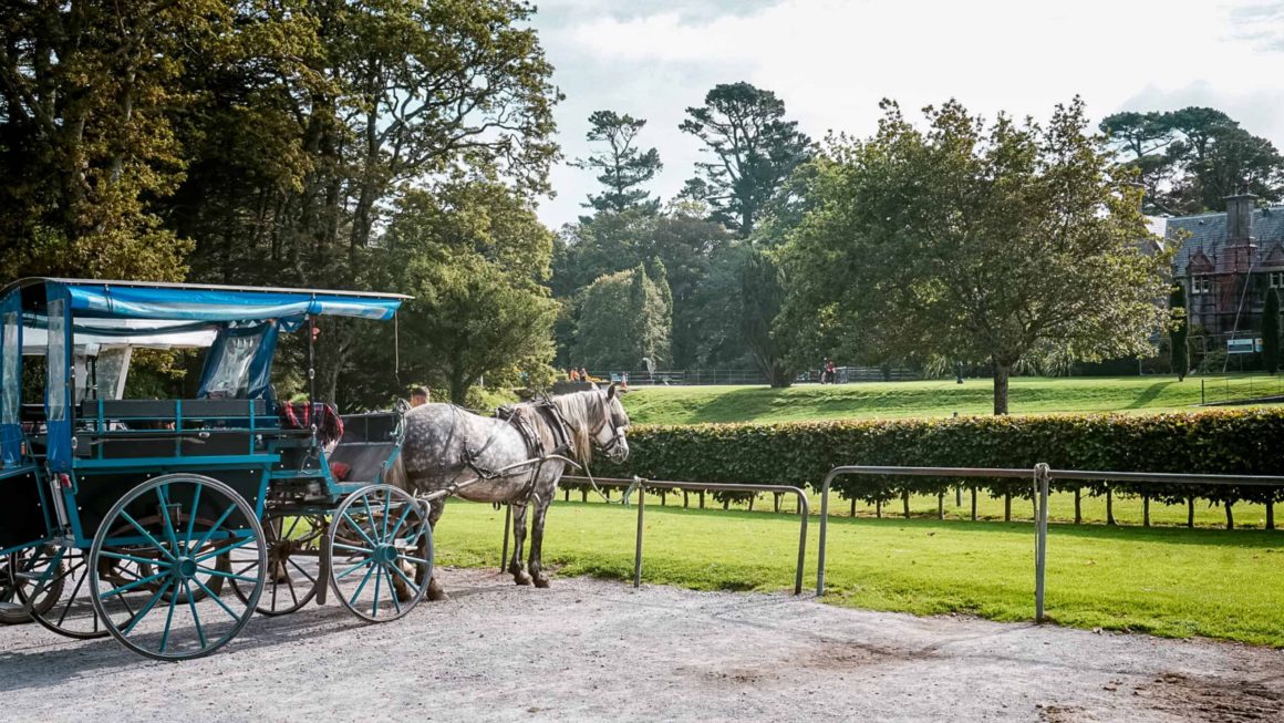 Traditional horse and blue jaunting carriage waiting beside landscaped gardens near Killarney National Park.