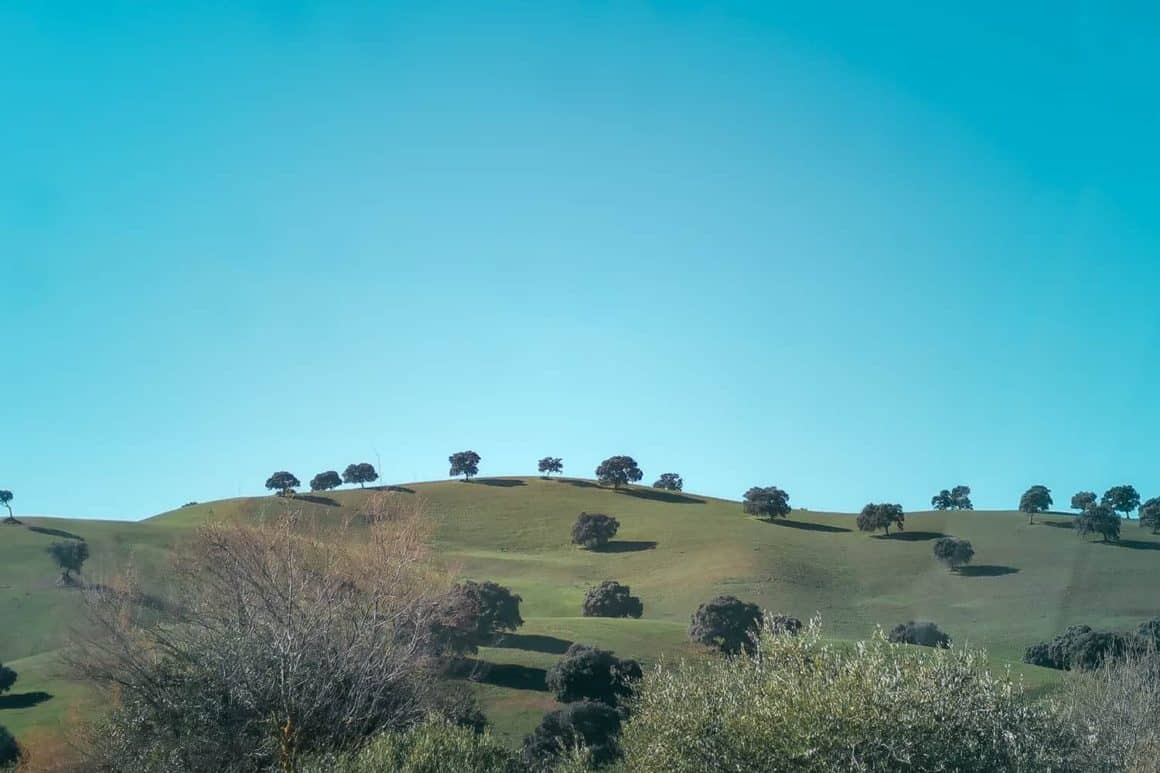 Rolling green countryside dotted with mature trees beneath a clear blue sky in Andalusia.