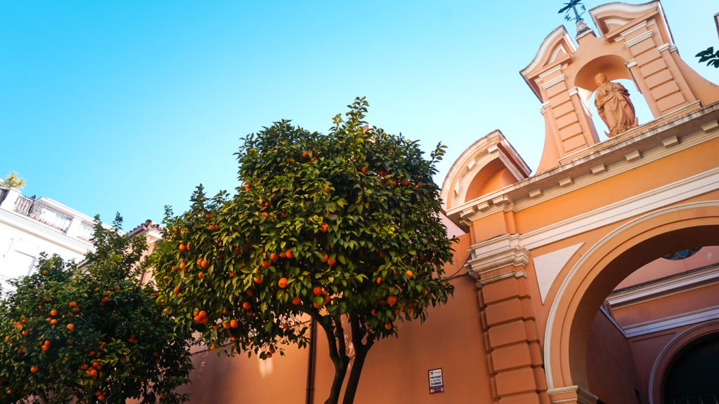 orange tree in seville spain