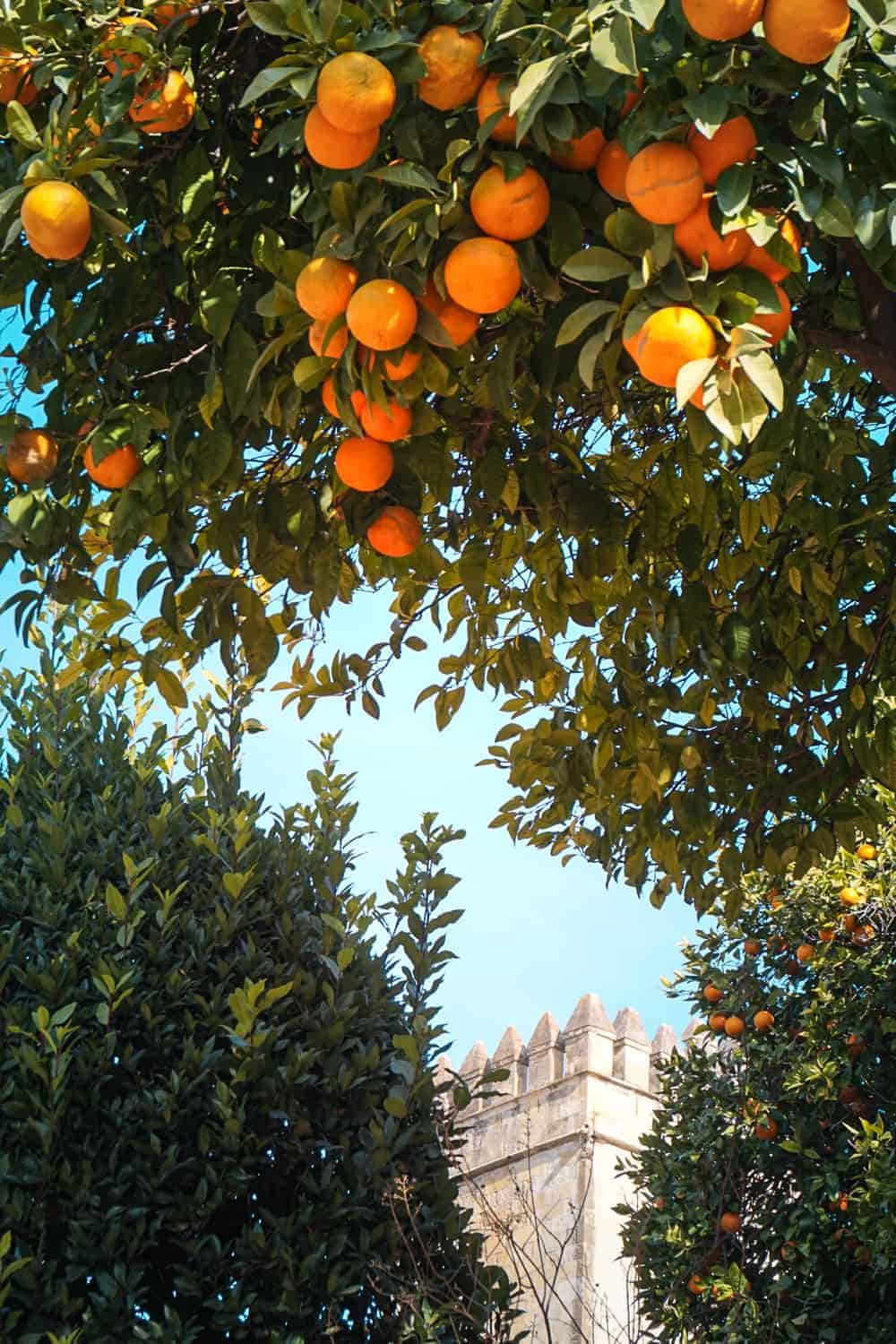 orange tree, blue sky and top of tower during andalucia road itinerary