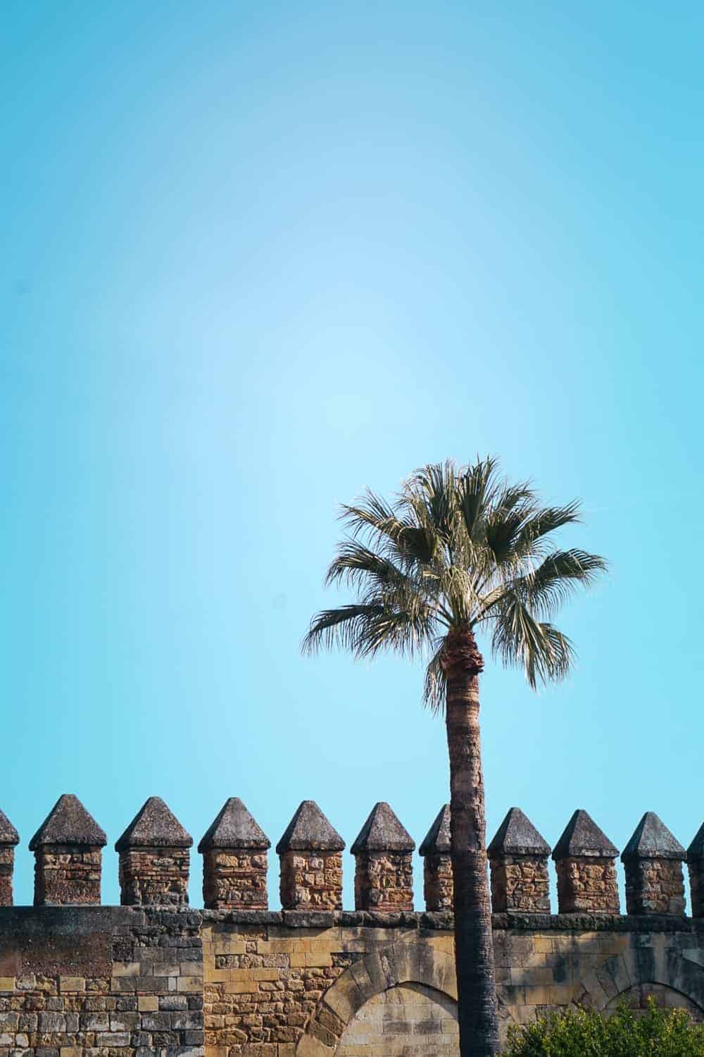 palm tree and ramparts against skyline - alcazar in Cordoba spain