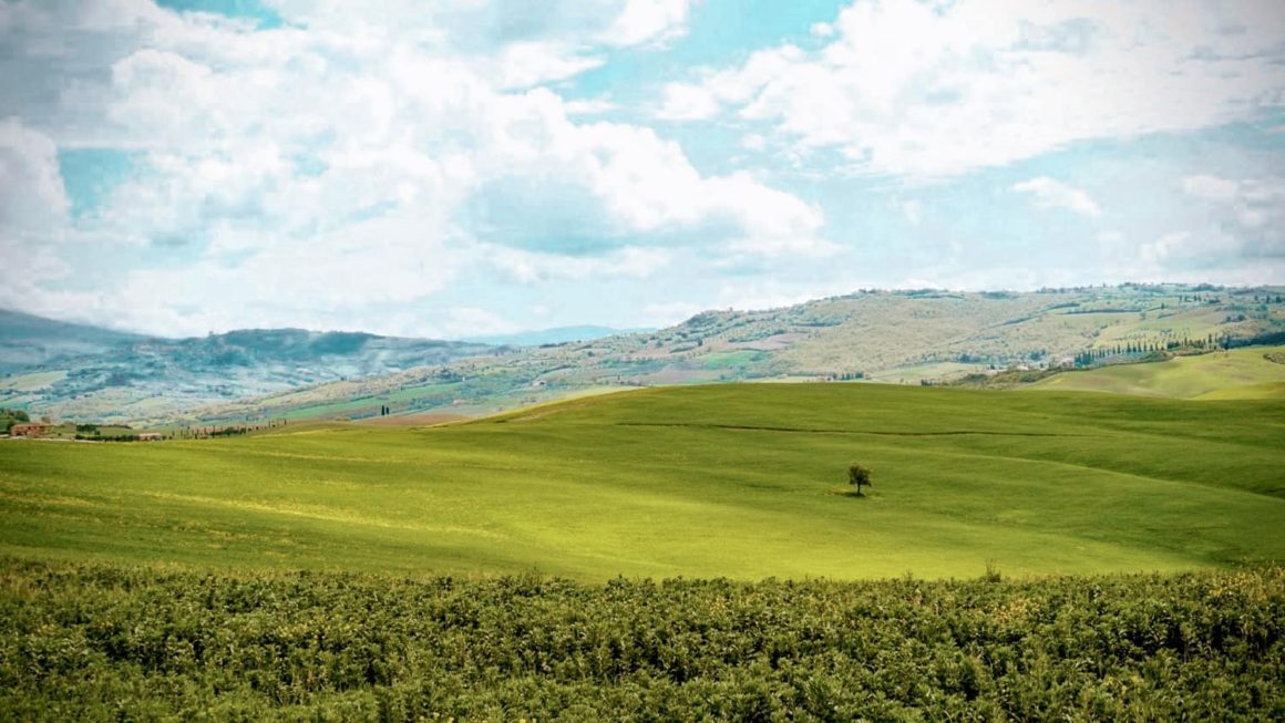 Rolling green hills with a lone tree featured in a Tuscany travel guide