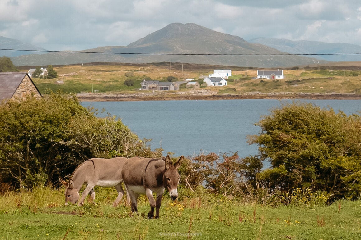 Two donkeys grazing on a grassy slope above blue water, scattered houses and a mountain