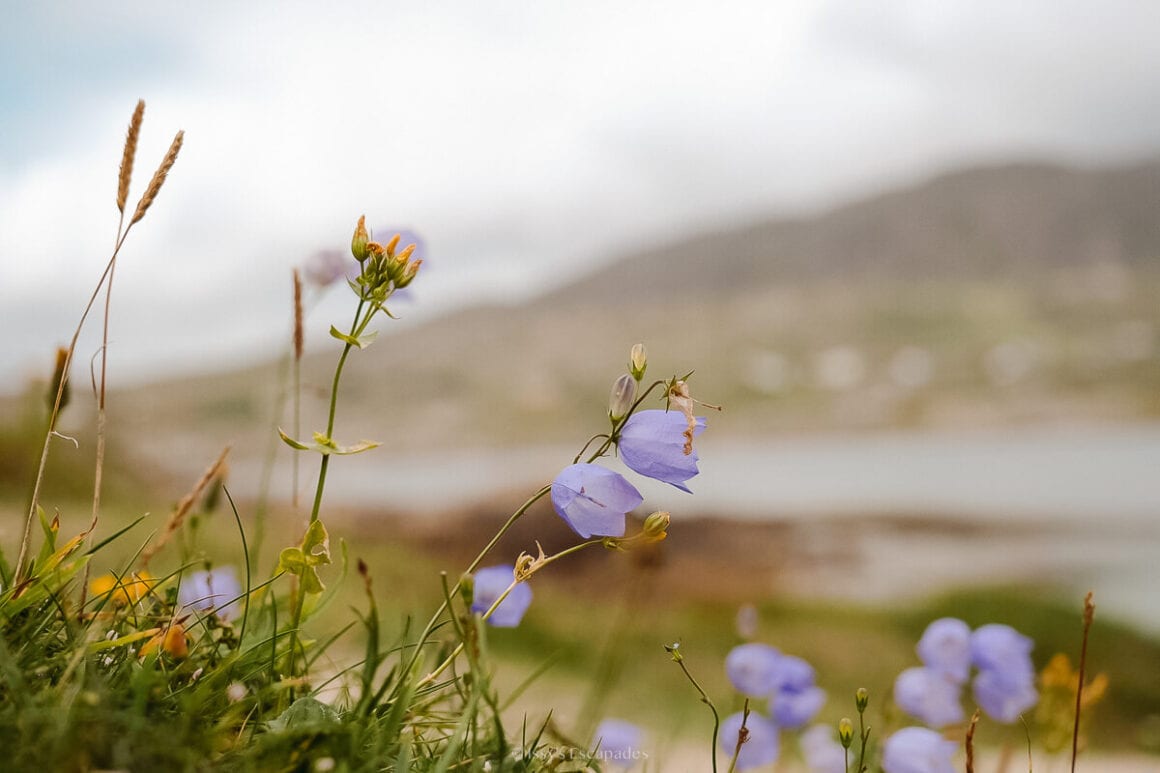 Purple bell-shaped wildflowers and grasses in close-up against softly blurred water and hills, one of the things to do and see in Connemara, Ireland
