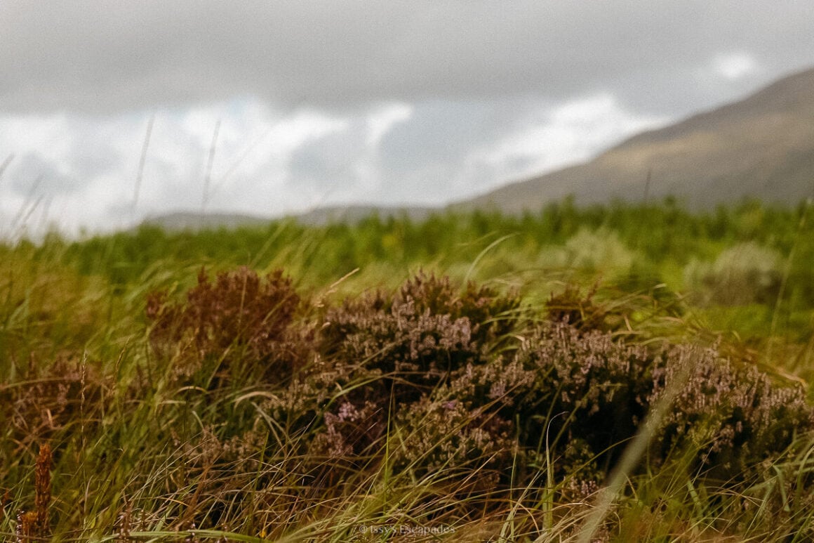 Low purple heather among long grass with a softly blurred mountain beneath grey cloud