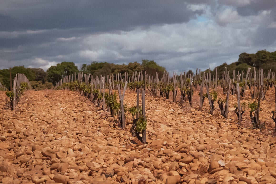 A vineyard filled with vineyard stakes and brown vineyard pebbles with trees in the background with dark cloud skies
