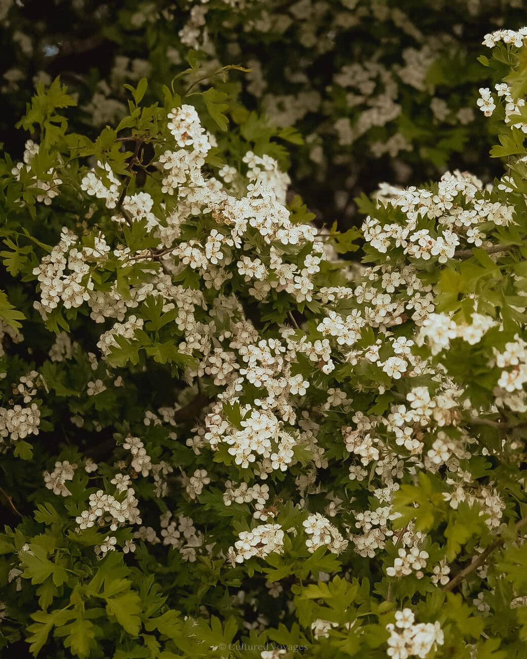 May blossoms in yellow with white petals and leaves extending the back