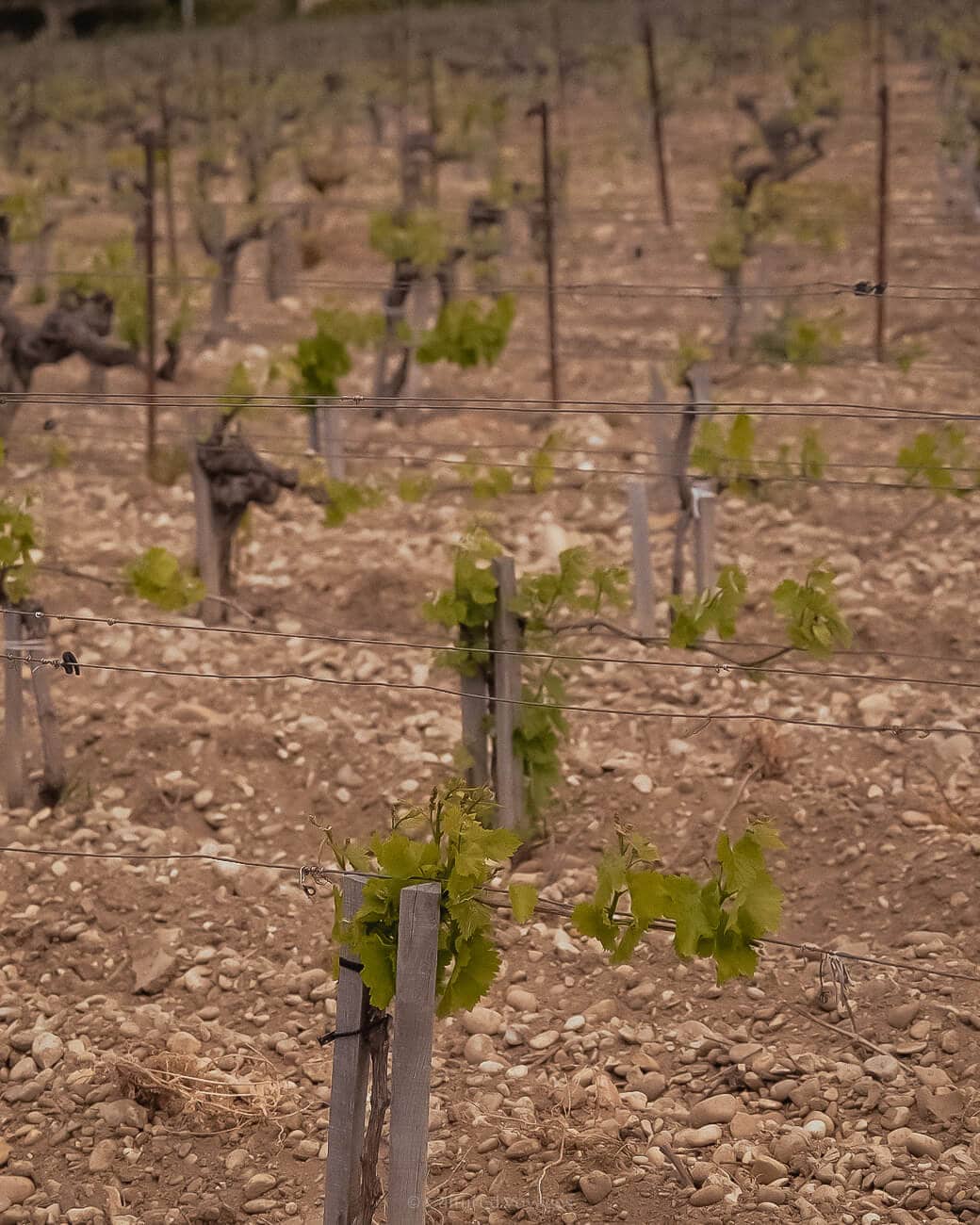 Rows of vineyard stakes with a couple of vineyard leaves featuring the vineyard rocks and dirt on the ground