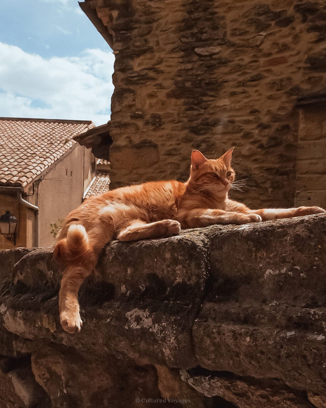 A ginger card sitting on a stone wall with views of stone buildings and a red tiled roof in the background