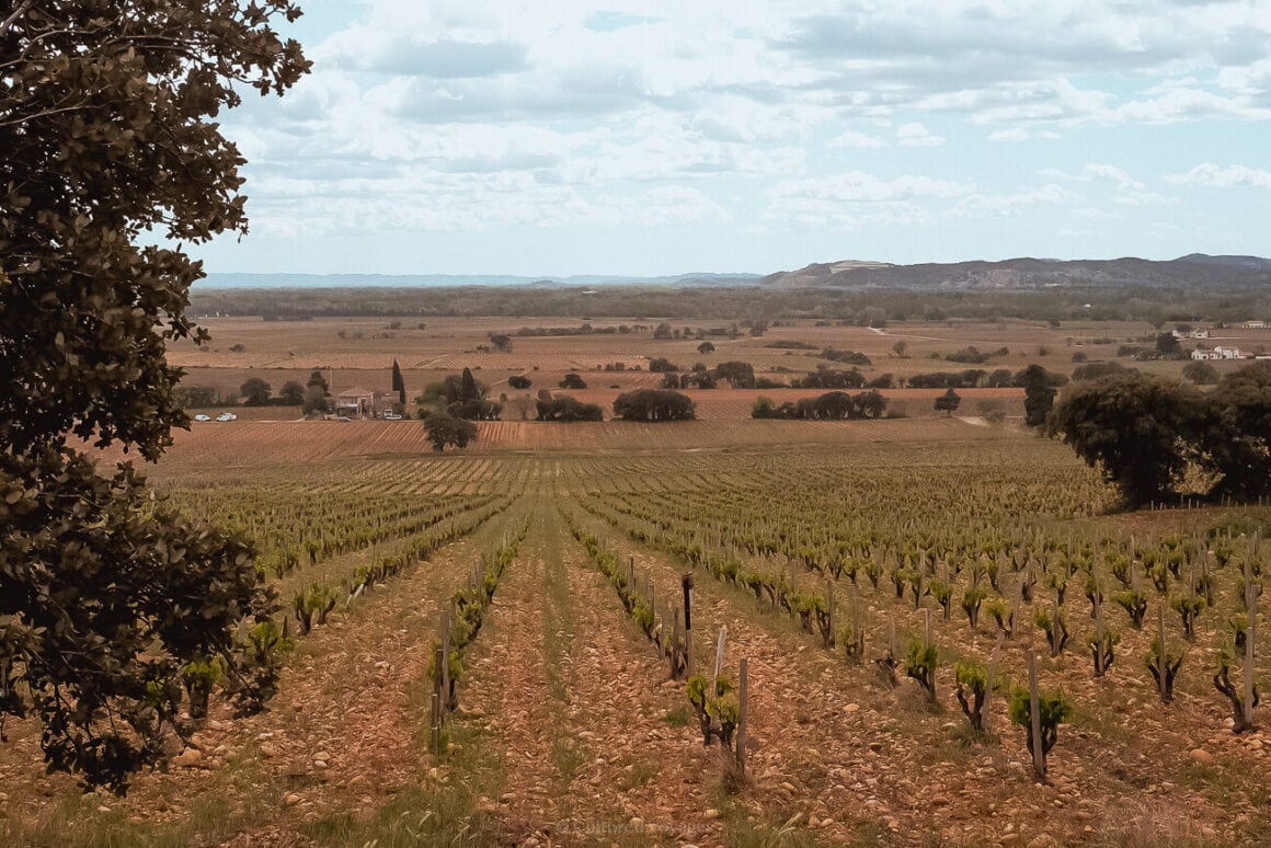 A vineyard with rows of vines leading to the backdrop of fields, trees, a couple of houses, and bright skies with clouds