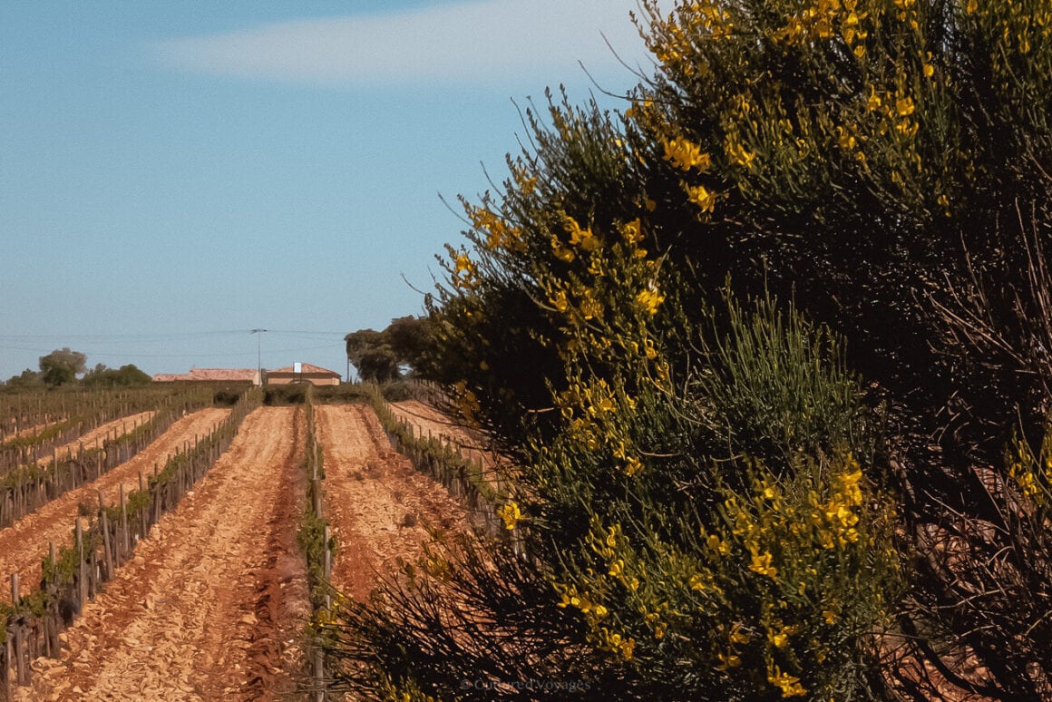 A bush of Spartium in the foreground and lines of vineyard stakes with vines extending to the back with clear blue skies