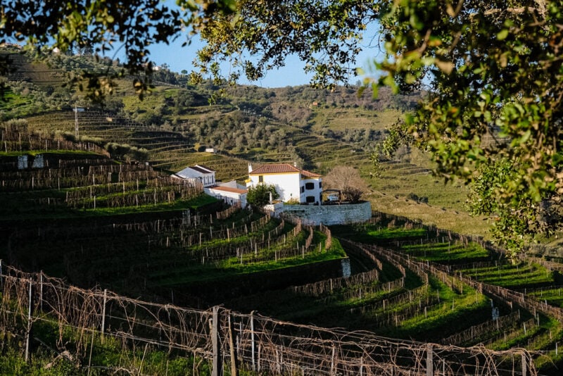 A white wine-estate house surrounded by terraced vineyards in the Douro Valley