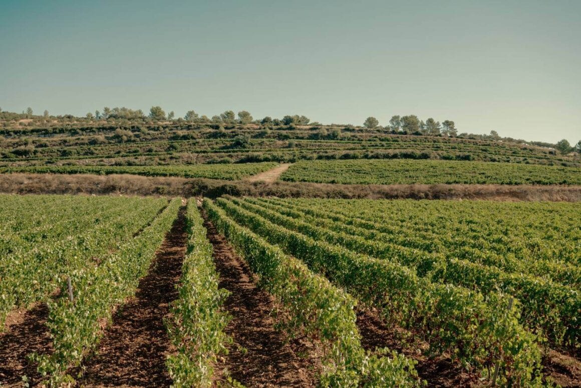 Rows of grape vines with a view of a clear blue sky and a hill in the background as one of the things to see of