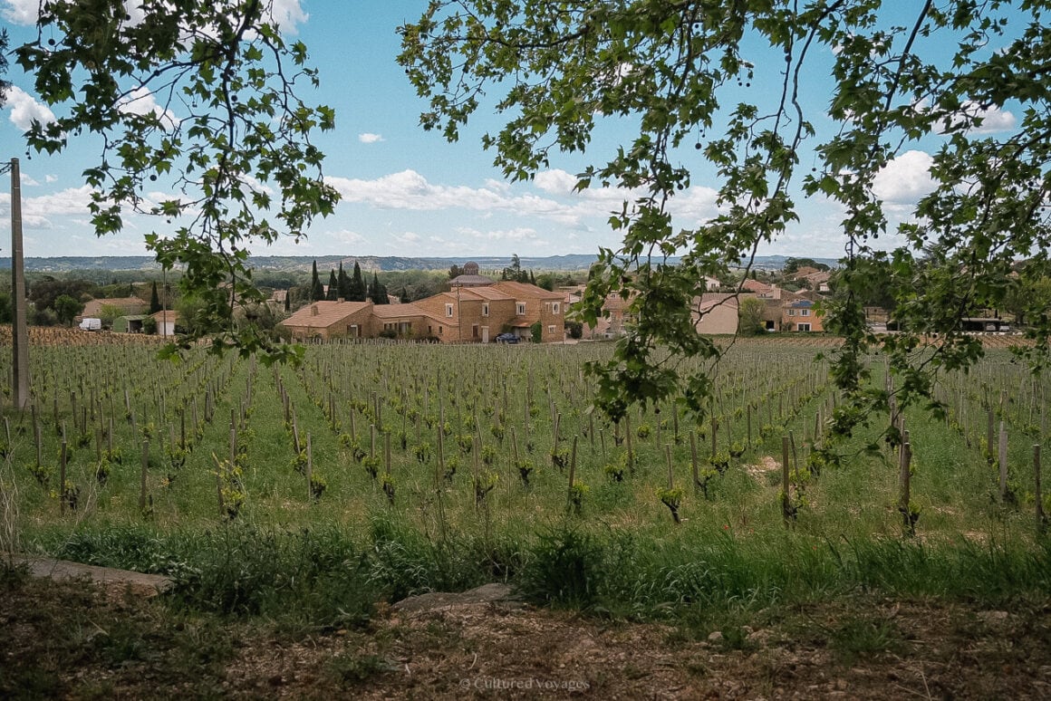 A vineyard covered with grass leading to the back with red tiled roof houses and blue skies with clouds.
