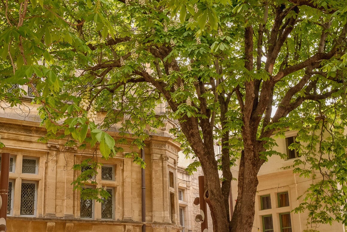 Tree branches reaching towards two white stone-walled buildings featuring rectangular glass windows.
