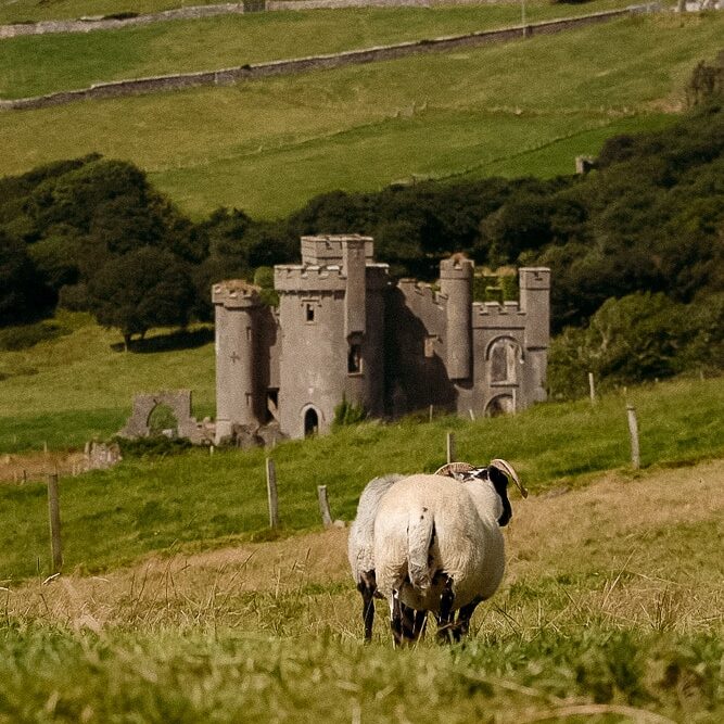 sheep walks towards clifden castle in field - sky road clifden ireland