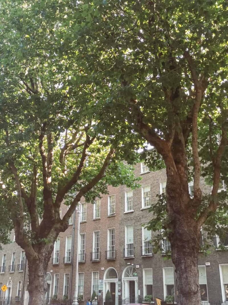 A Georgian brick façade seen through leafy trees beside an iron railing