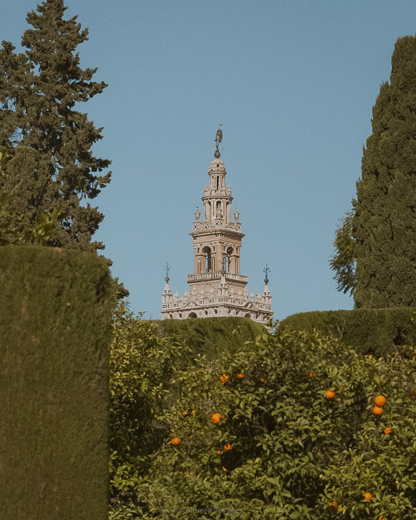 View of the tower of La Giralda with intricate details from the foreground while it towers over hedges and bushes of oranges under clear blue skies.