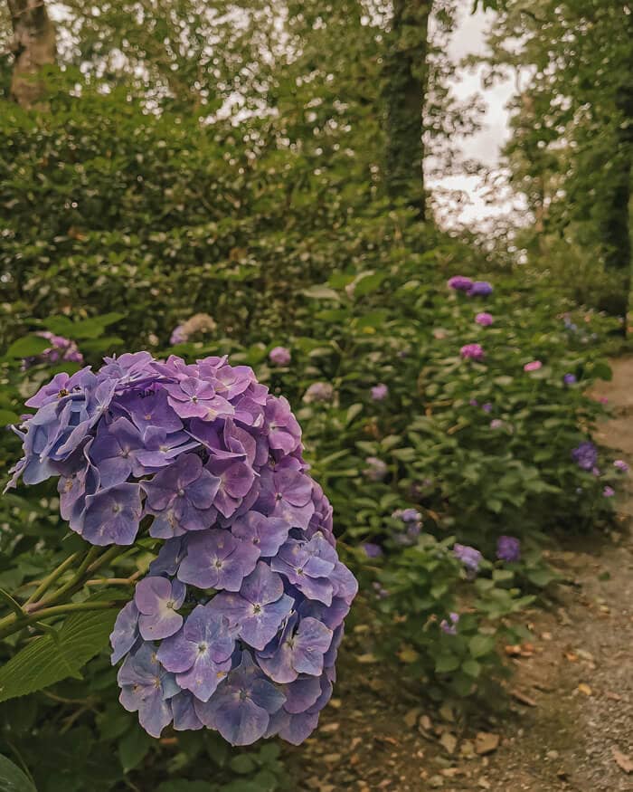 A bush of vibrant hydrangeas with a close-up of the flowers in the foreground, set against a backdrop of a lush, green forest.