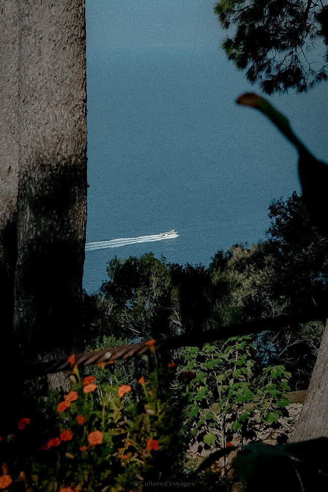 A speedboat cruising through the calm sea, viewed through a frame of tree trunks, lush foliage, and orange flowers.