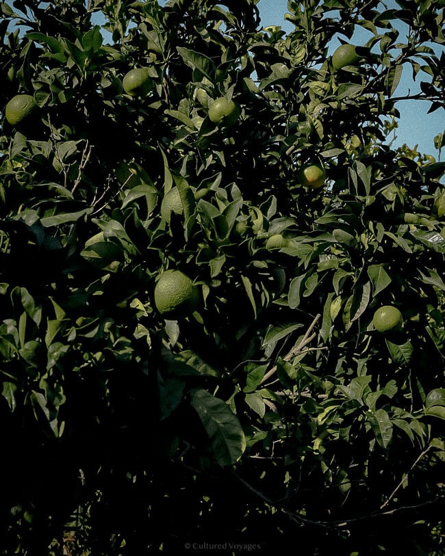 A lush orange tree with bright green leaves and unripe fruits, set against a vivid blue sky, seen on a Naples to Capri Day Trip.