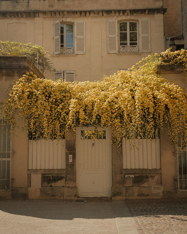 A charming home with pale shutters and a white gate, nearly hidden behind a vibrant cascade of yellow climbing roses—an unforgettable scene from one day in Avignon.