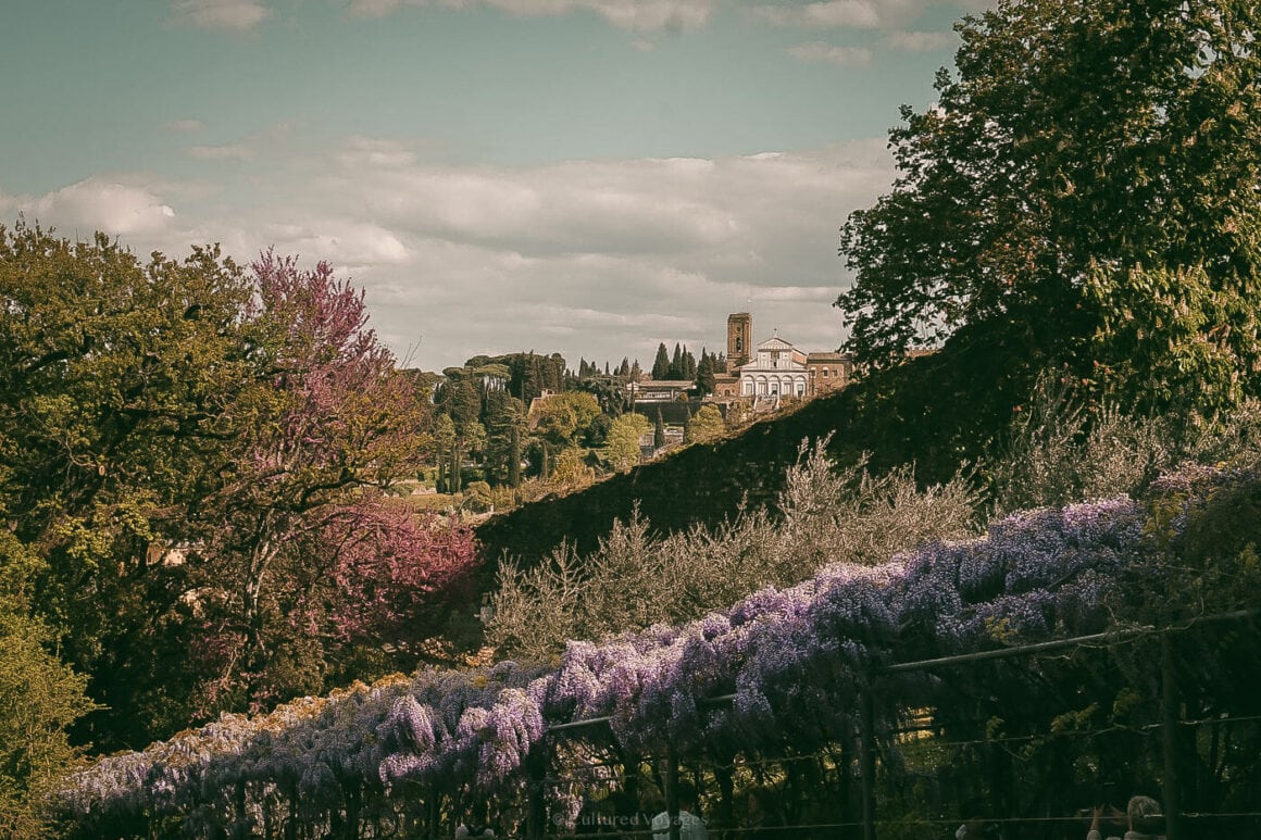Panoramic spring view of San Miniato al Monte framed by wisteria blossoms and cypress trees, capturing the best time to visit Florence for nature and scenic vistas.