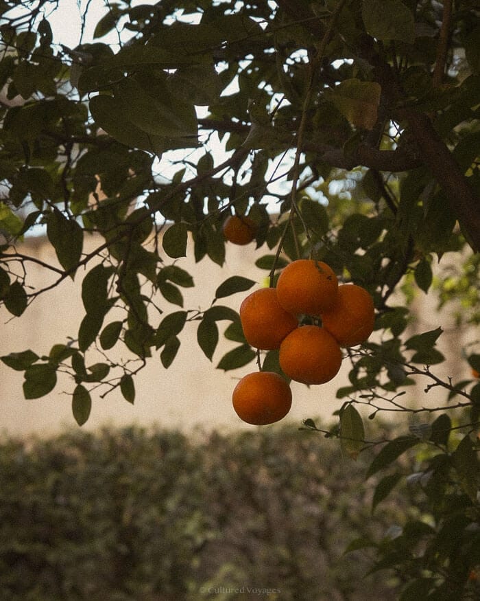 Ripe oranges hang from a tree in Seville, a quintessential winter scene that reflects the charm of one of the best European cities to visit in winter.