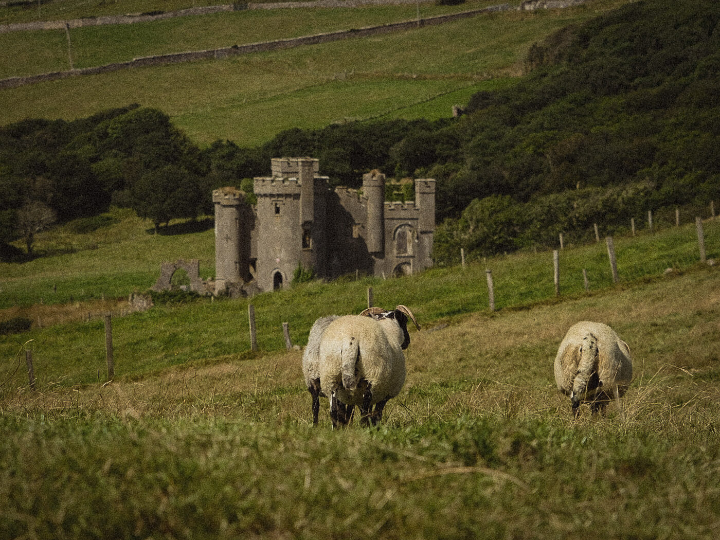 Sheep grazing below the ruins of Clifden Castle in the Connemara countryside, County Galway