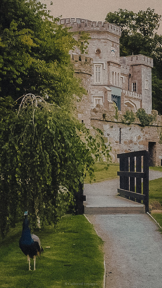 Peacock on the lawn beside the stone castle building at Killeavy Castle in Ireland.