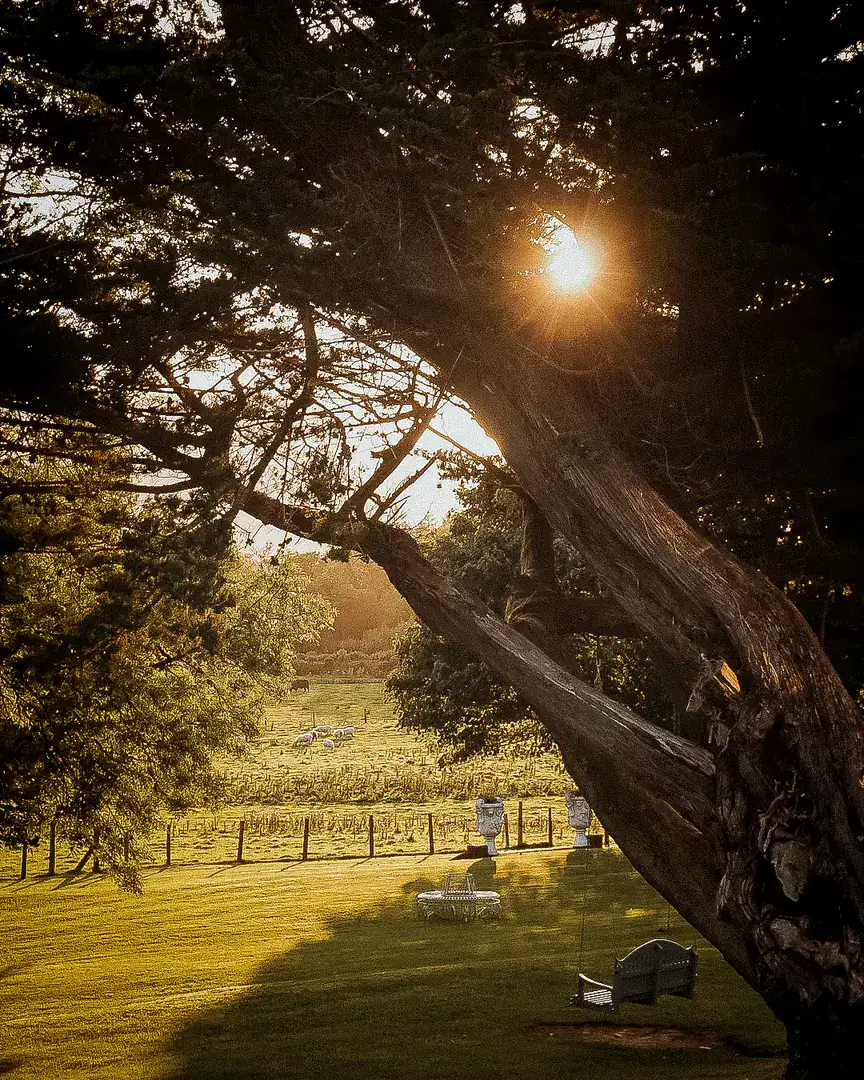 Low evening sun through a cypress over the lawns