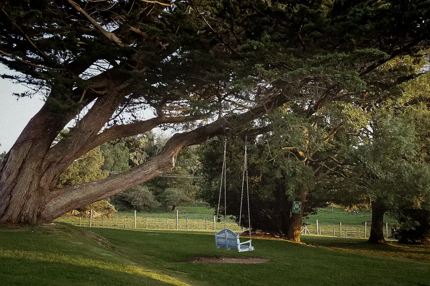 A wooden swing hanging from a leaning cypress on the lawns at Cahernane House
